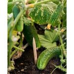 Alternate product view #9