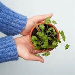 Alternate product view #11