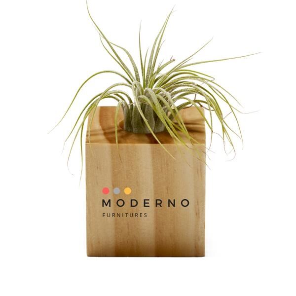 Main Product Image for Air Plant