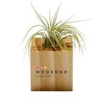 Buy Air Plant