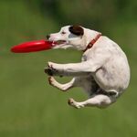 Fetch! - 7" Dog Safe Flyer -  