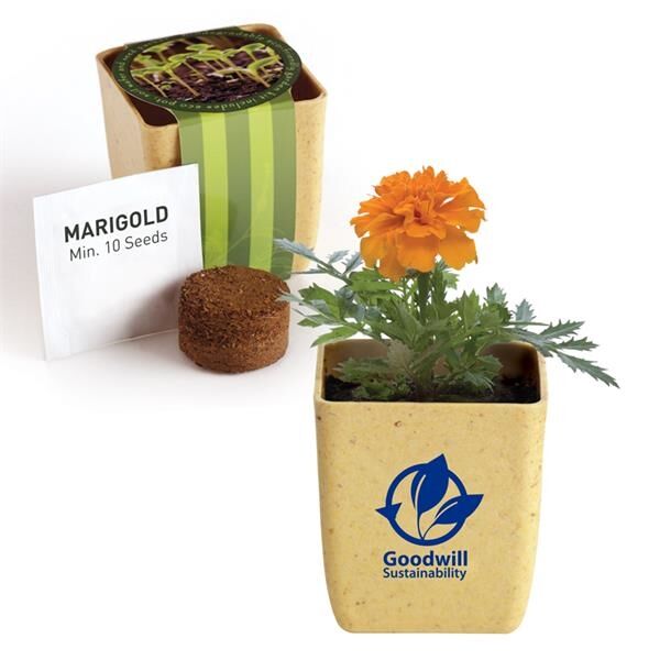 Main Product Image for Flower Pot Set with Marigold Seeds