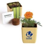 Flower Pot Set with Marigold Seeds -  