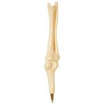 Buy Promotional Knee Joint Bone Pen