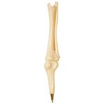 Knee Joint Pen - White