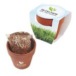 Buy Seed Sensations Terracotta Pot