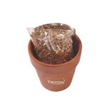 Seed Sensations Terracotta Pot With Holiday Wrapper