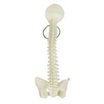 Spine Keyring -  