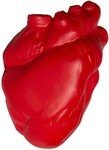 Squeezies Heart (Anatomical) Stress Reliever - Red