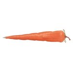 Vegetable Pens: Carrot - Orange