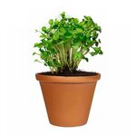 Wall Sprouts Planter Blossom Kit - Orange