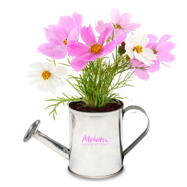 Main Product Image for Watering Can Planter Kit