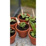 Alternate product view #3